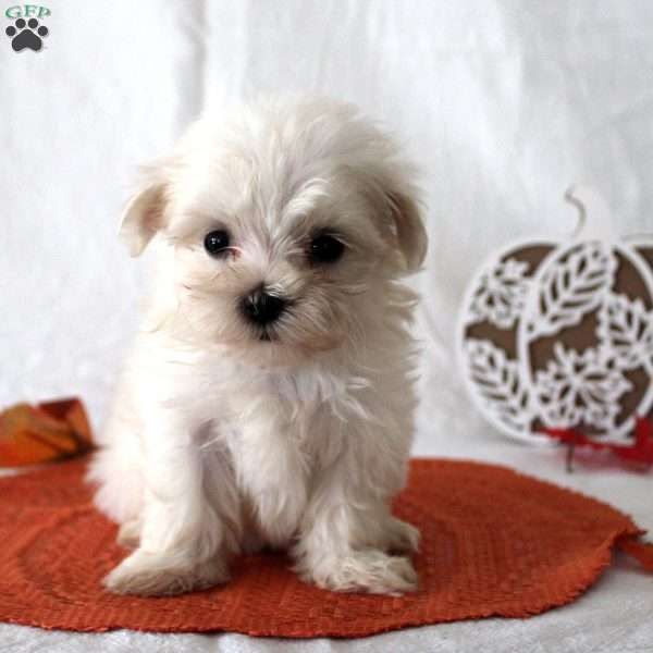 Roxanne, Maltese Puppy